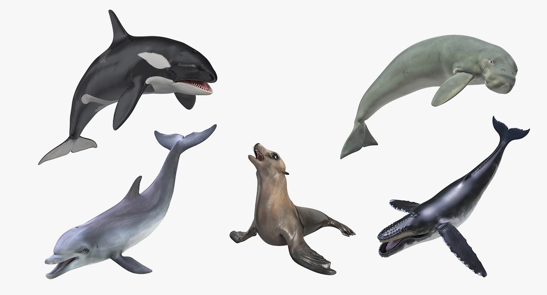Marine Mammals Rigged Collection 4 for Maya 3D model preview