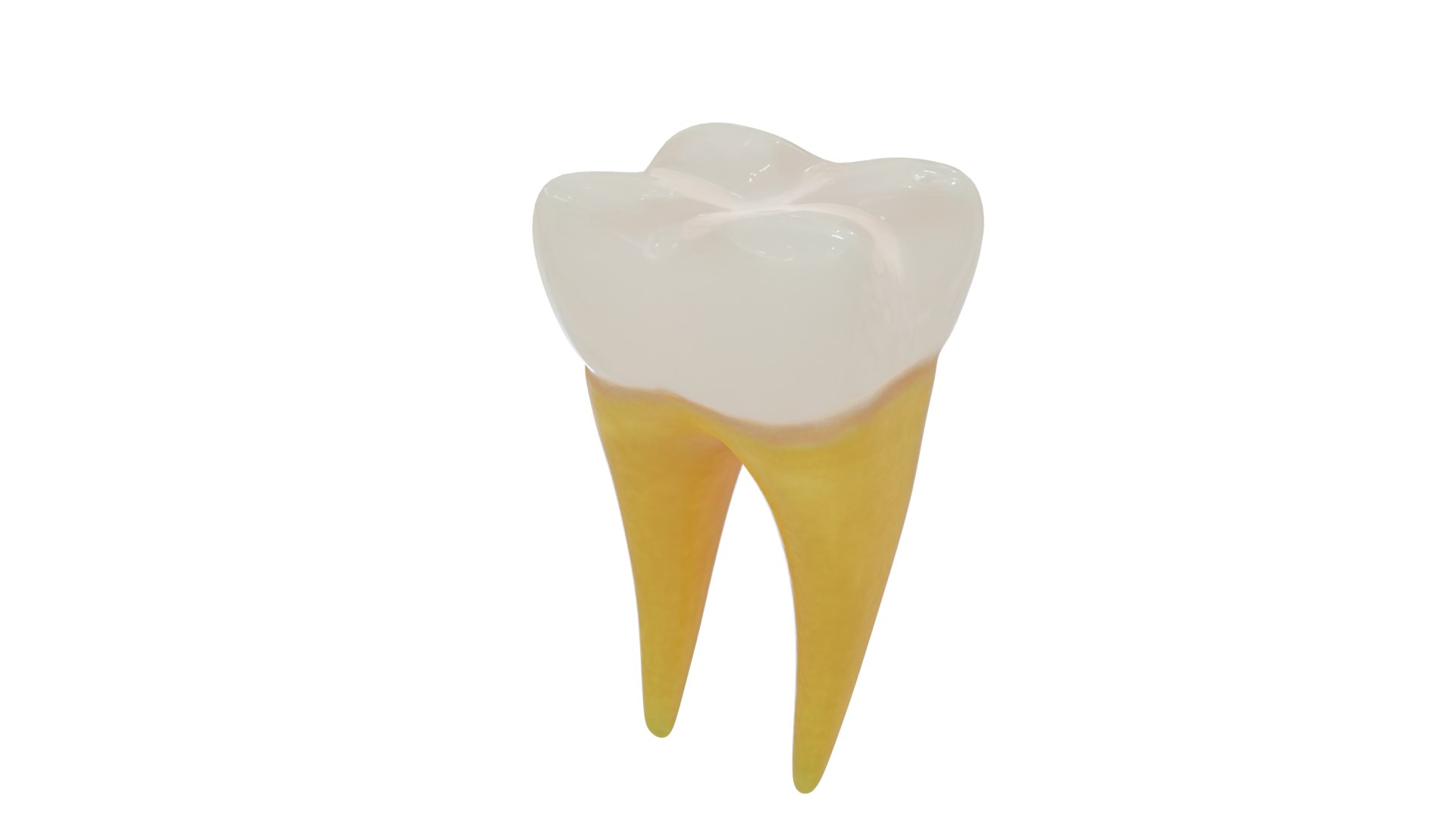 3D teeth anatomy model https://p.turbosquid.com/ts-thumb/qG/Sarvbp/Fr/product_0081/png/1611544495/1920x1080/fit_q87/0b823449deb9be7ac07bdd60546b56d6379a31a6/product_0081.jpg
