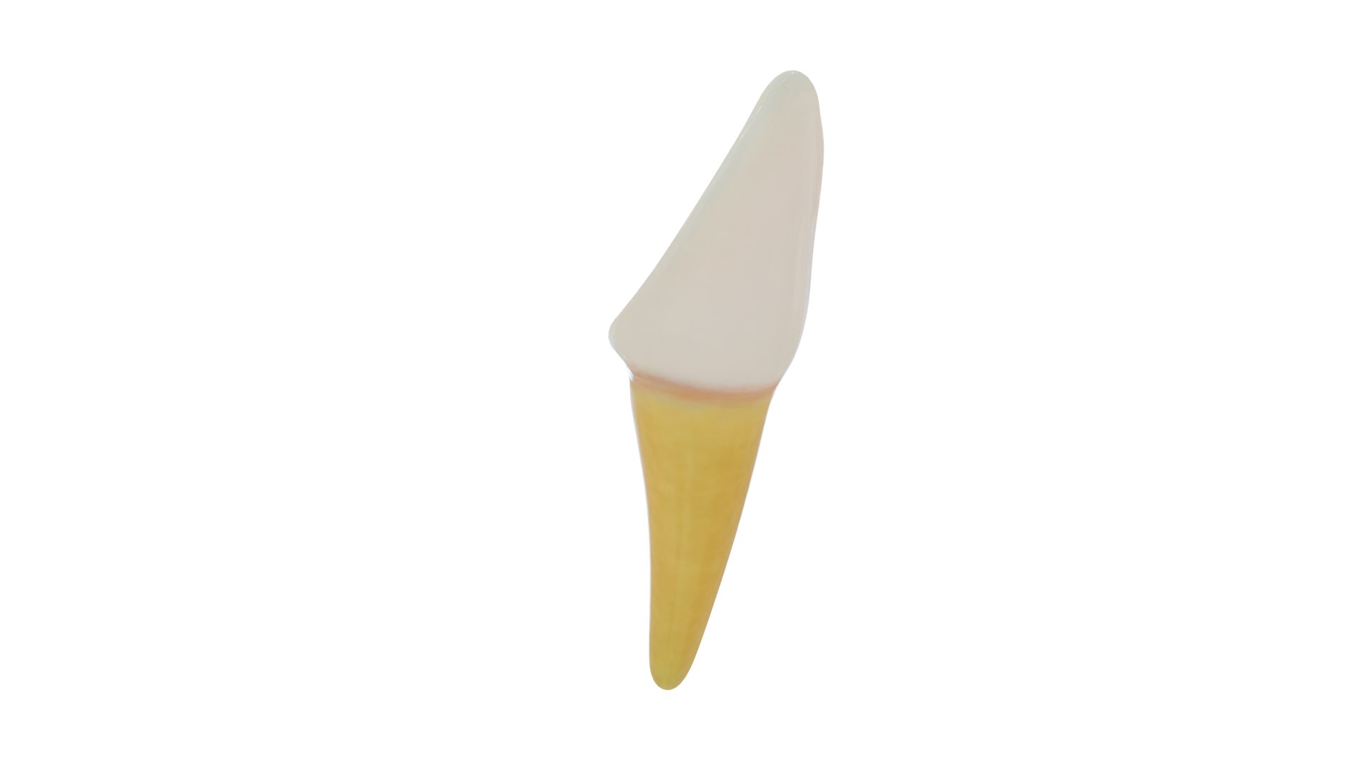 3D teeth anatomy model https://p.turbosquid.com/ts-thumb/qG/Sarvbp/GO/product_0027/png/1611544492/1920x1080/fit_q87/68f0a426c299ec65c79cc7376e151de66c5db39e/product_0027.jpg