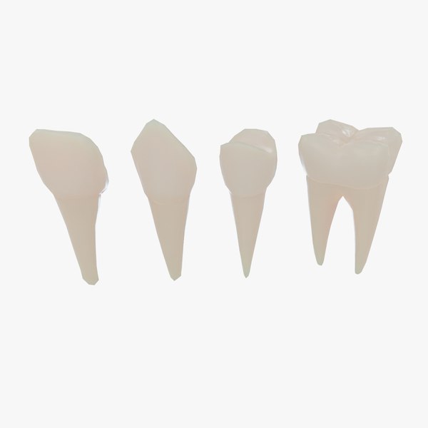 3d tooth: canine