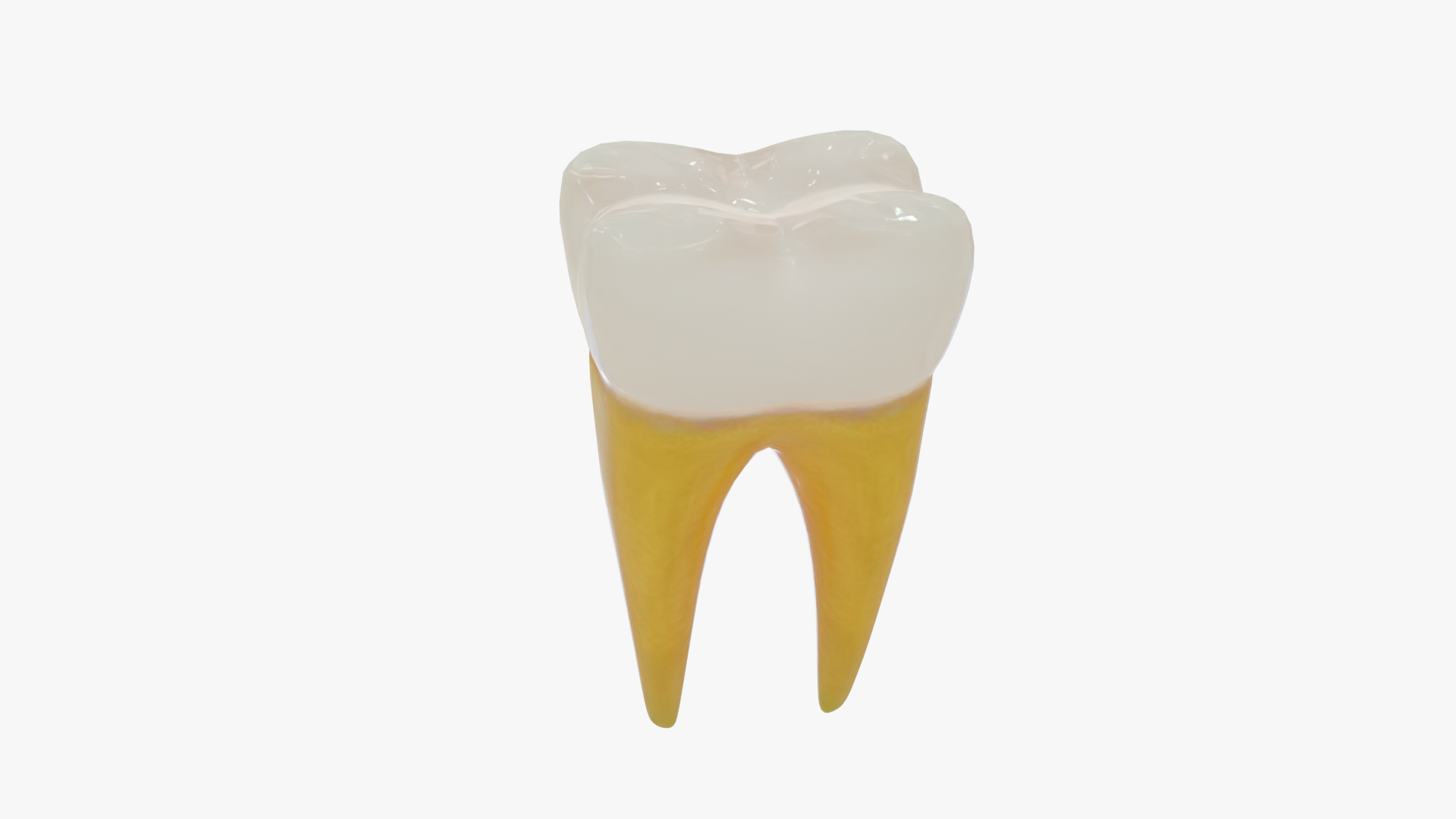 3D teeth anatomy model https://p.turbosquid.com/ts-thumb/qG/Sarvbp/U7/molar/jpg/1611544908/1920x1080/turn_fit_q99/08d4adf9cdcca004b598f2dc71801078c3b13706/molar-1.jpg