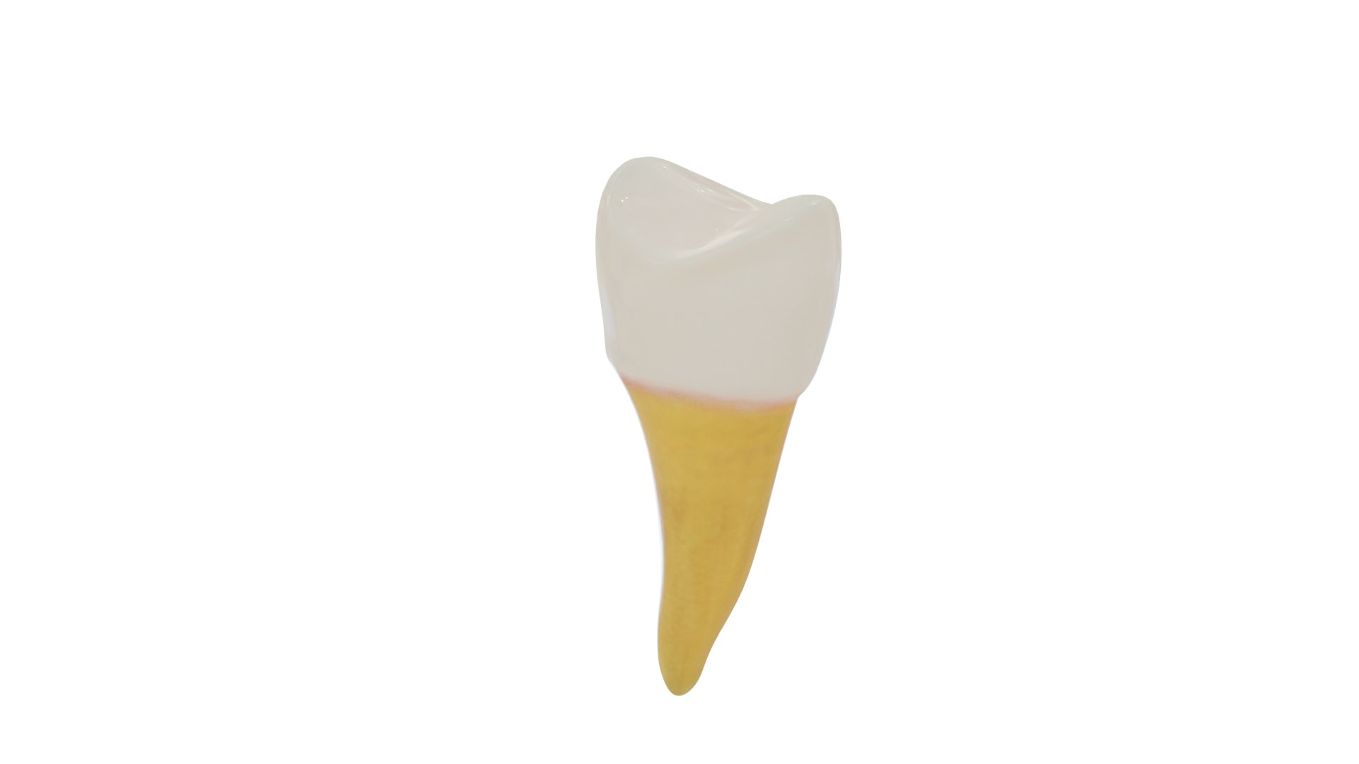 3D teeth anatomy model https://p.turbosquid.com/ts-thumb/qG/Sarvbp/gY/product_0051/png/1611544493/1920x1080/fit_q87/08730c4727b5cd46cf10f9fbab7254ba71b2d0a0/product_0051.jpg