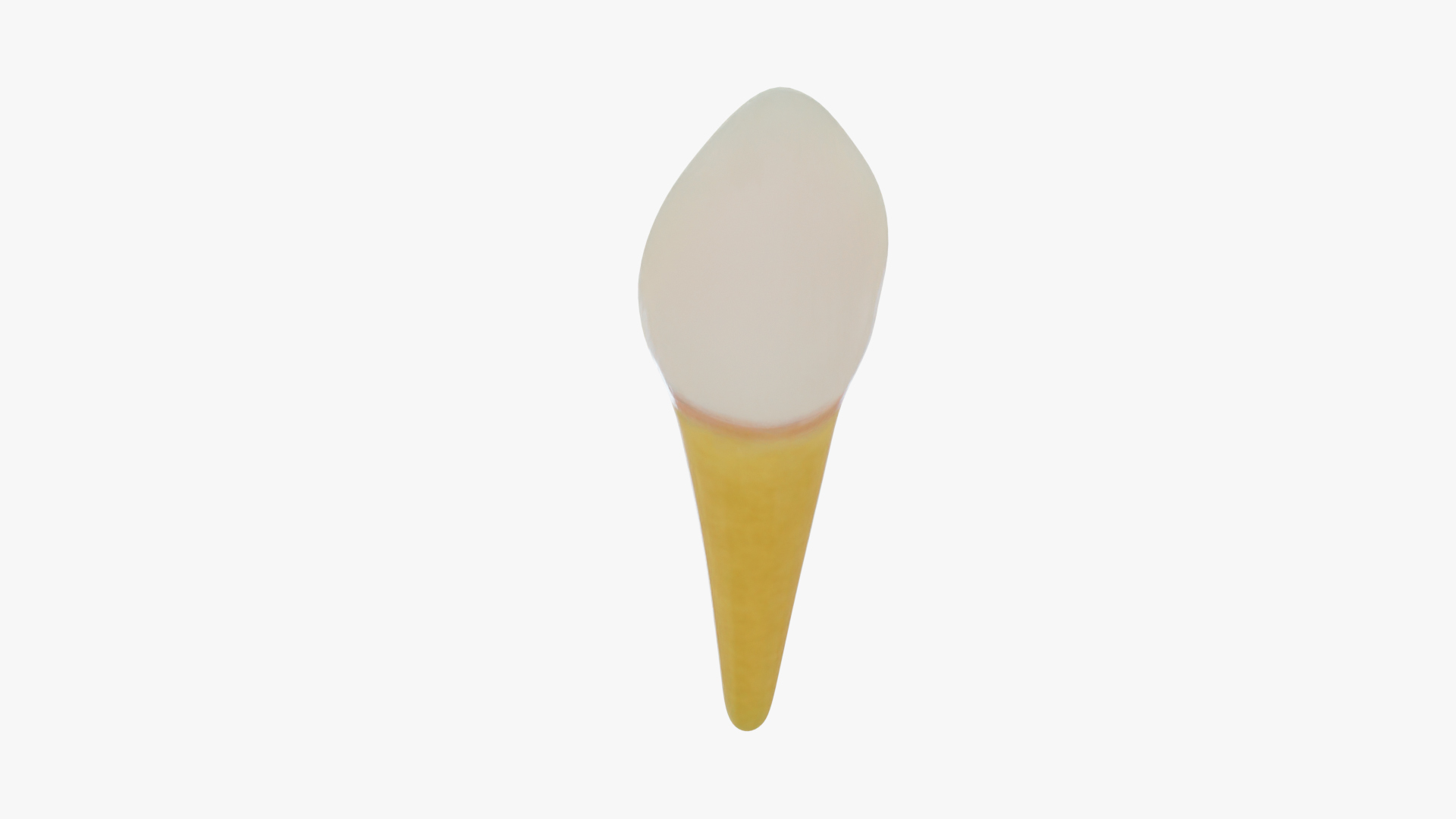 3D teeth anatomy model https://p.turbosquid.com/ts-thumb/qG/Sarvbp/iF/canine/jpg/1611544826/1920x1080/turn_fit_q99/5624138c1d9ff0990d706b3d73a183692e0c9cd5/canine-1.jpg
