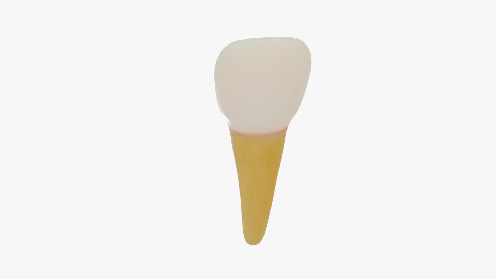 3D teeth anatomy model https://p.turbosquid.com/ts-thumb/qG/Sarvbp/qv/incisor/jpg/1611544779/1920x1080/turn_fit_q99/d423fdf5eeec065174bb2ede9372c6d946500682/incisor-1.jpg