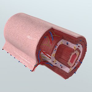 Realistic Alimentary Canal Anatomy