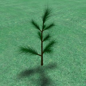 sm_lngneedl_pine