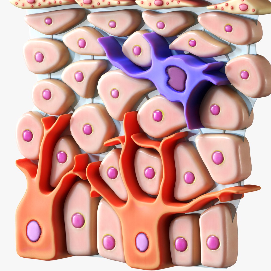 Epidermis Cross Section 3D model - TurboSquid 2040025
