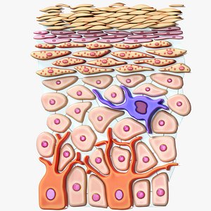 Epidermis Cross Section 3D model