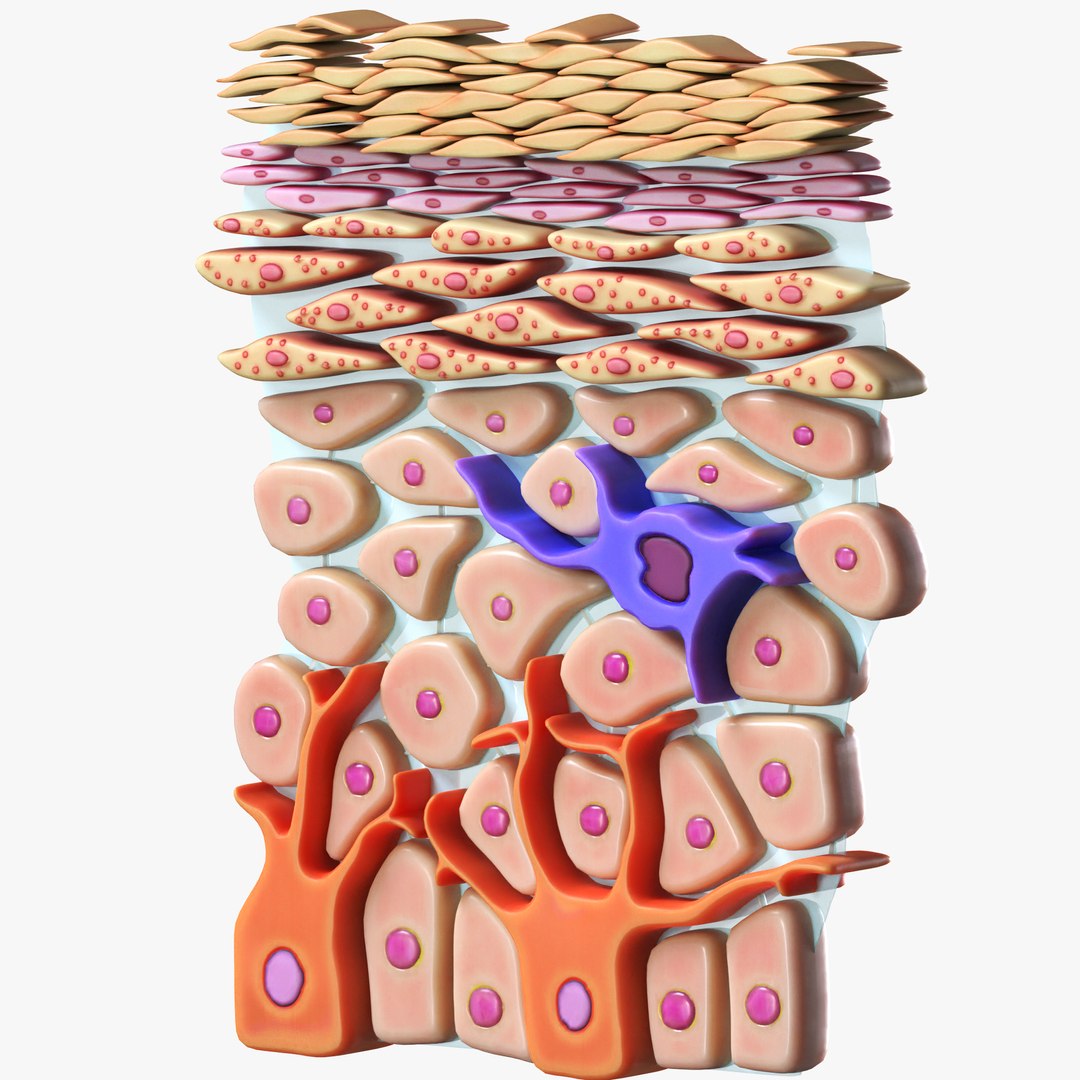 Epidermis Cross Section 3D model - TurboSquid 2040025