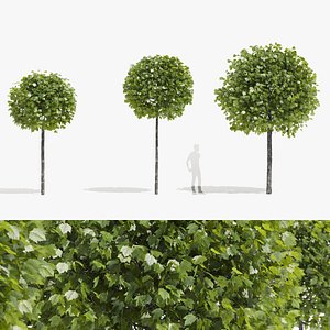 3D Platanus acerifolia Alphens Globe