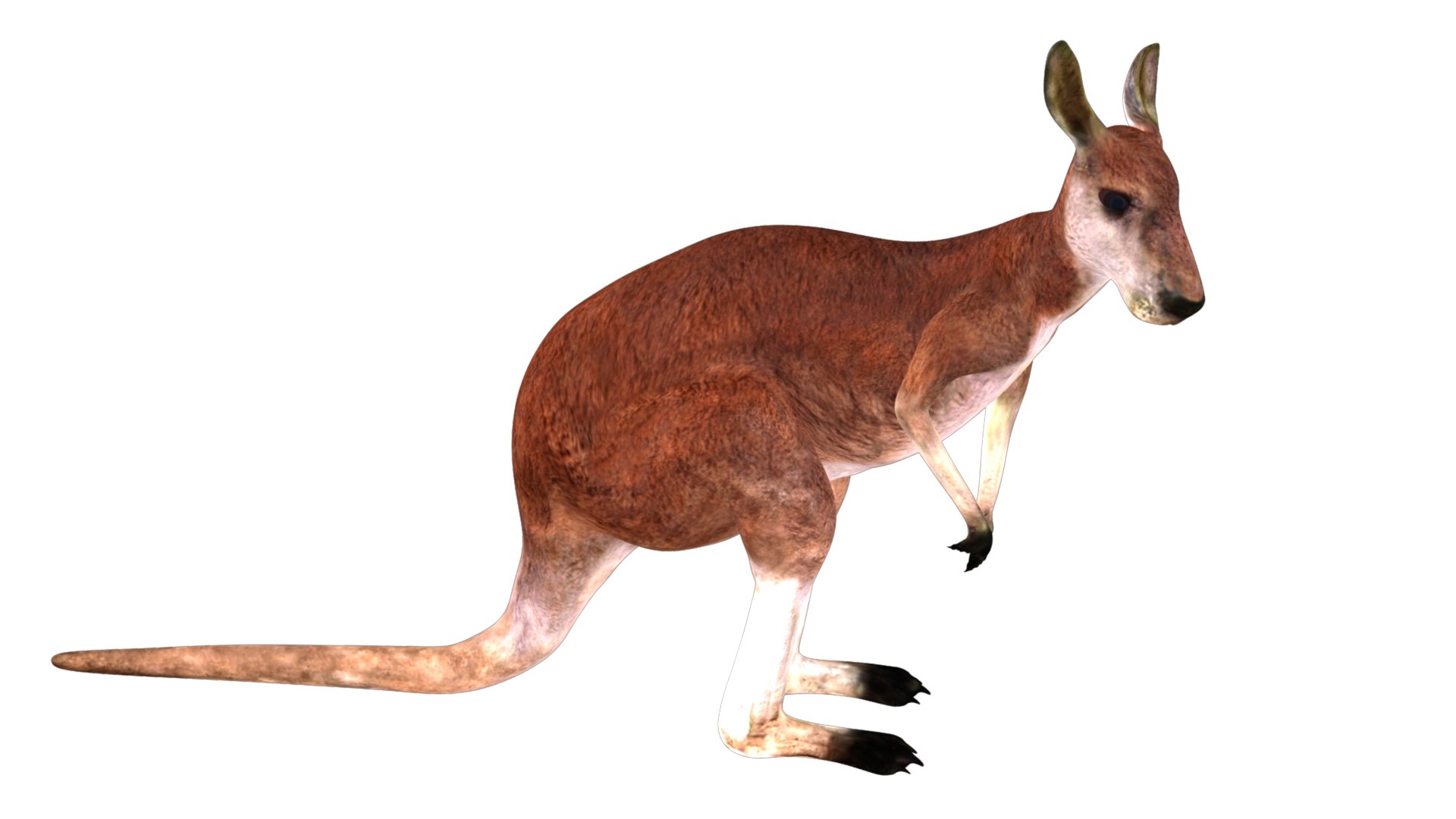 3D Rigged Kangaroo Animations - TurboSquid 1415078