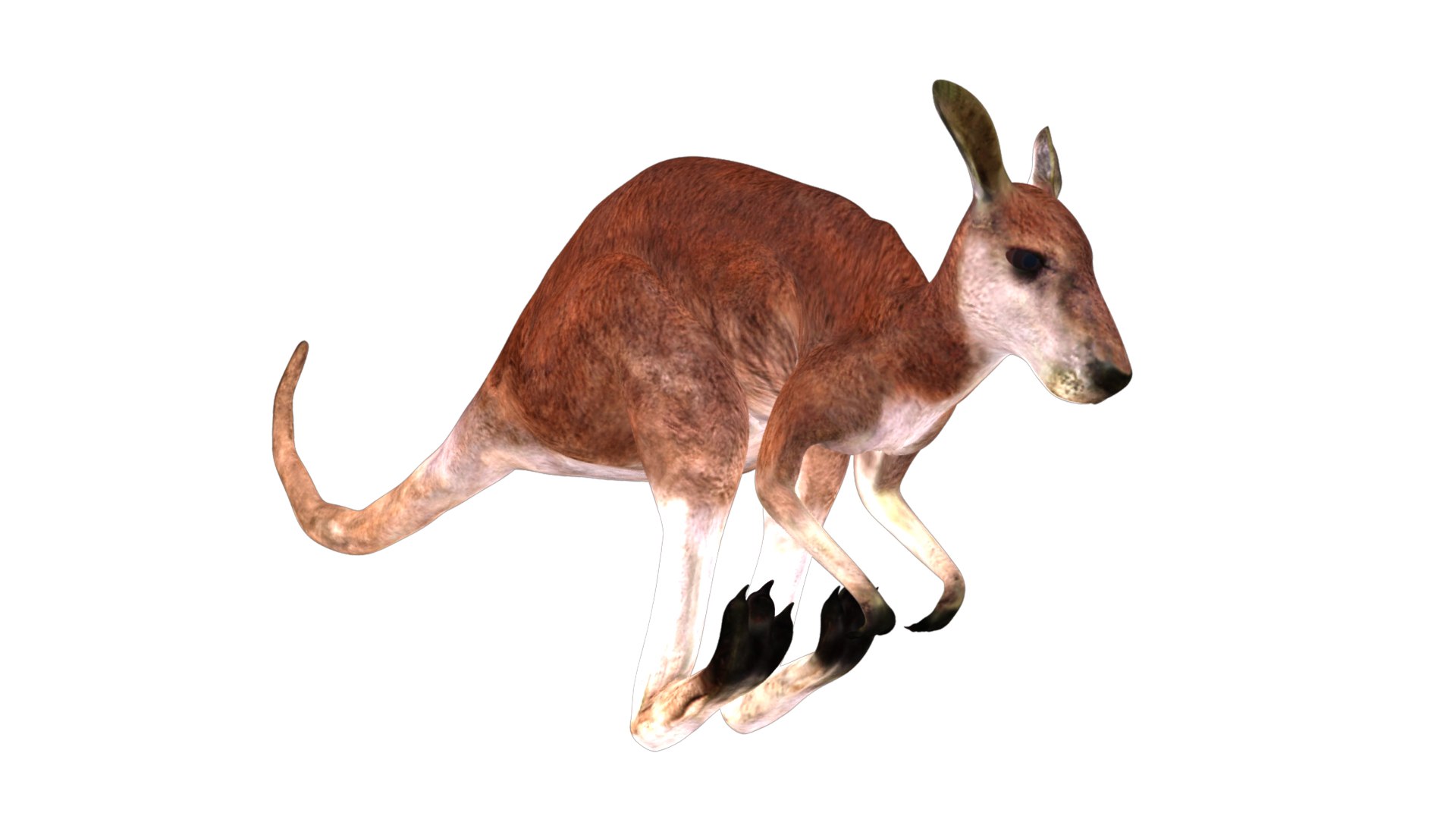 3D rigged kangaroo animations - TurboSquid 1415078