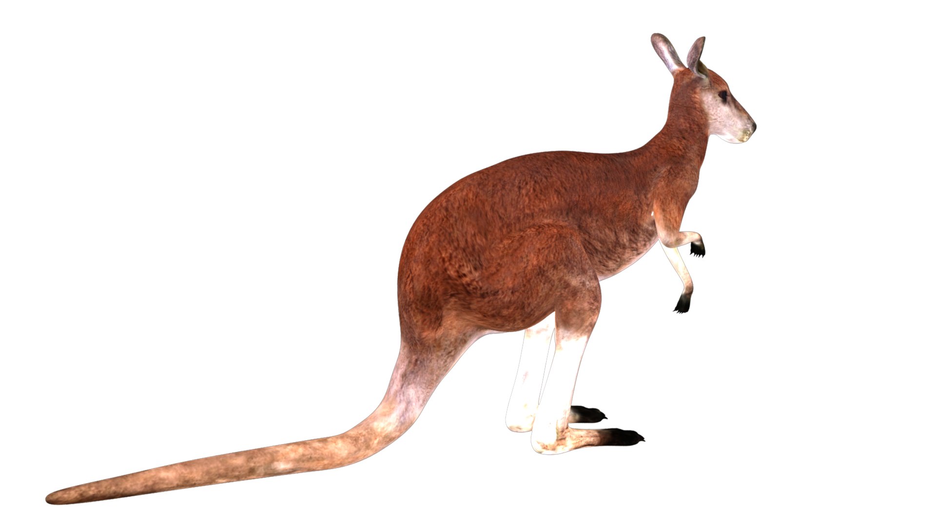 3D rigged kangaroo animations - TurboSquid 1415078