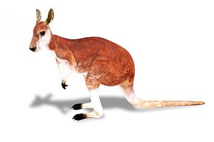 3D rigged kangaroo animations