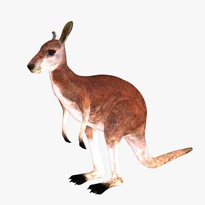 3D rigged kangaroo animations
