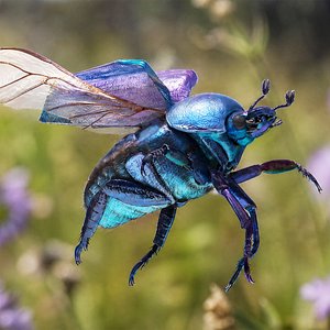 3D Blue Scarab Beetle Fur Rigged For Maya model