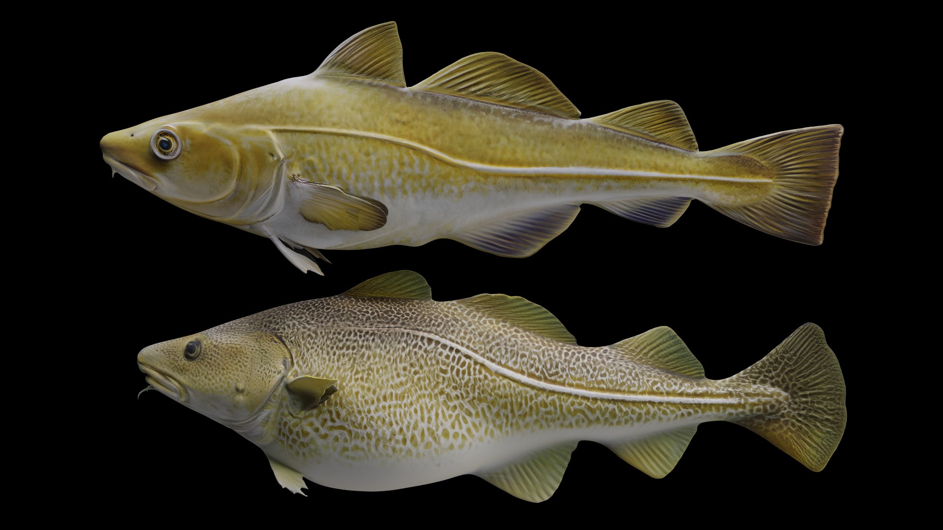Fish - Set Of 8 - Tuna Salmon Cod Trout Model - TurboSquid 2567333