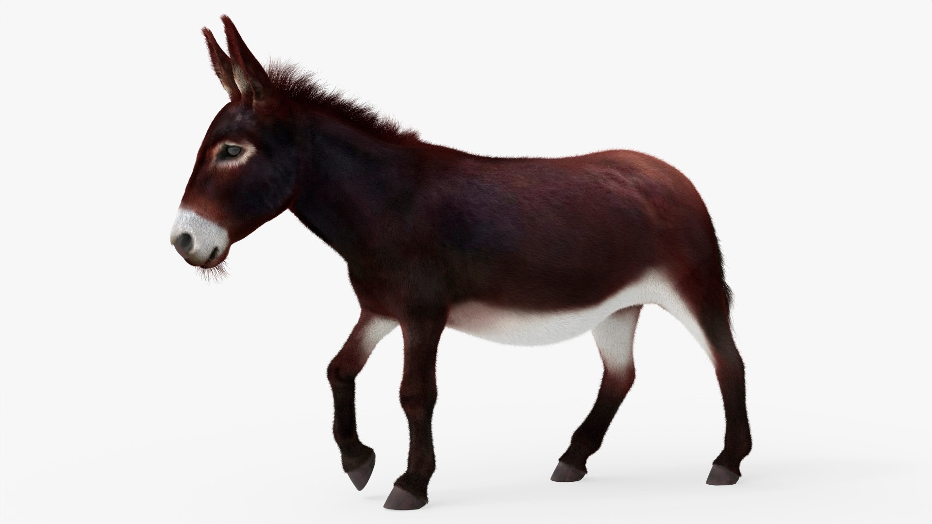 3D Farm Mule Walking Animated Fur Rigged For Blender model https://p.turbosquid.com/ts-thumb/qH/As1J9u/0W/farm_mule_walking_animated_fur_rigged_for_blender_002/jpg/1780010012/1920x1080/fit_q87/1899943564c734c3b62961a48ae4e5768057a581/farm_mule_walking_animated_fur_rigged_for_blender_002.jpg