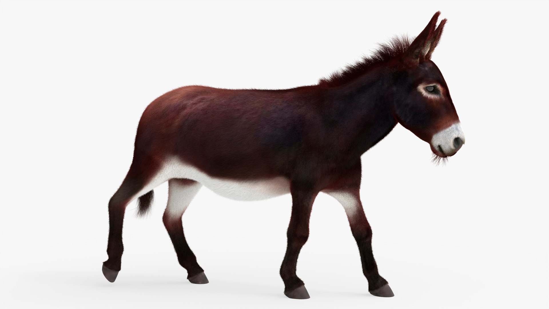 3D Farm Mule Walking Animated Fur Rigged For Blender model https://p.turbosquid.com/ts-thumb/qH/As1J9u/3q/farm_mule_walking_animated_fur_rigged_for_blender_007/jpg/1780010229/1920x1080/fit_q87/b056a314f87adfce429b7c7fe497dfed3314b829/farm_mule_walking_animated_fur_rigged_for_blender_007.jpg