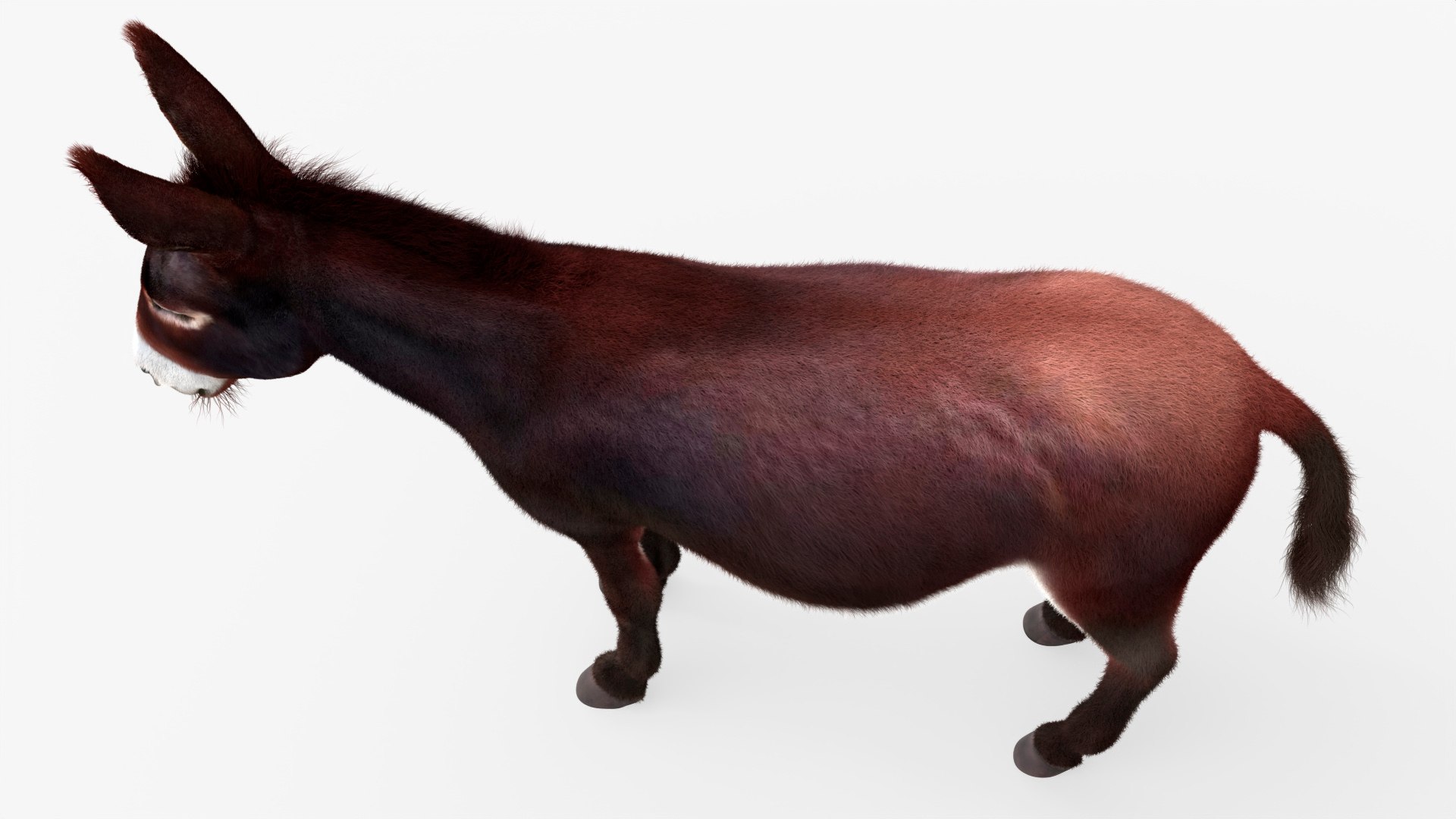 3D Farm Mule Walking Animated Fur Rigged For Blender model https://p.turbosquid.com/ts-thumb/qH/As1J9u/h2/farm_mule_walking_animated_fur_rigged_for_blender_008/jpg/1780010232/1920x1080/fit_q87/17483e392185da984542dbd0b34c998bc3cce72f/farm_mule_walking_animated_fur_rigged_for_blender_008.jpg