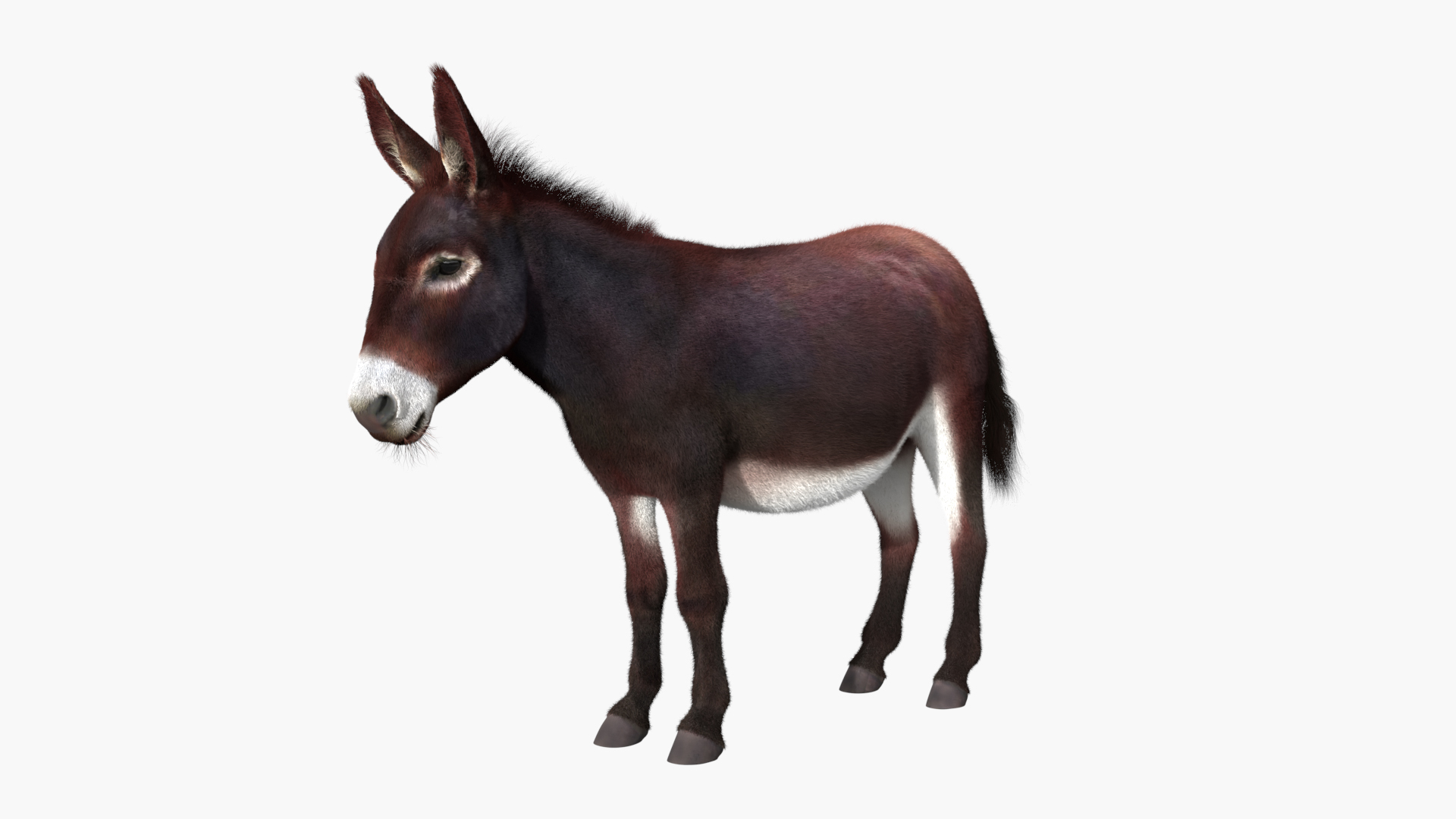 3D Farm Mule Walking Animated Fur Rigged For Blender model https://p.turbosquid.com/ts-thumb/qH/As1J9u/y5/farm_mule_walking_animated_fur_rigged_for_blender_360/jpg/1780010015/1920x1080/turn_fit_q99/1148f181e079663f514a20e1aced3e3da00b3d40/farm_mule_walking_animated_fur_rigged_for_blender_360-1.jpg