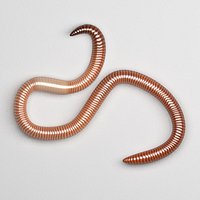 Earthworm