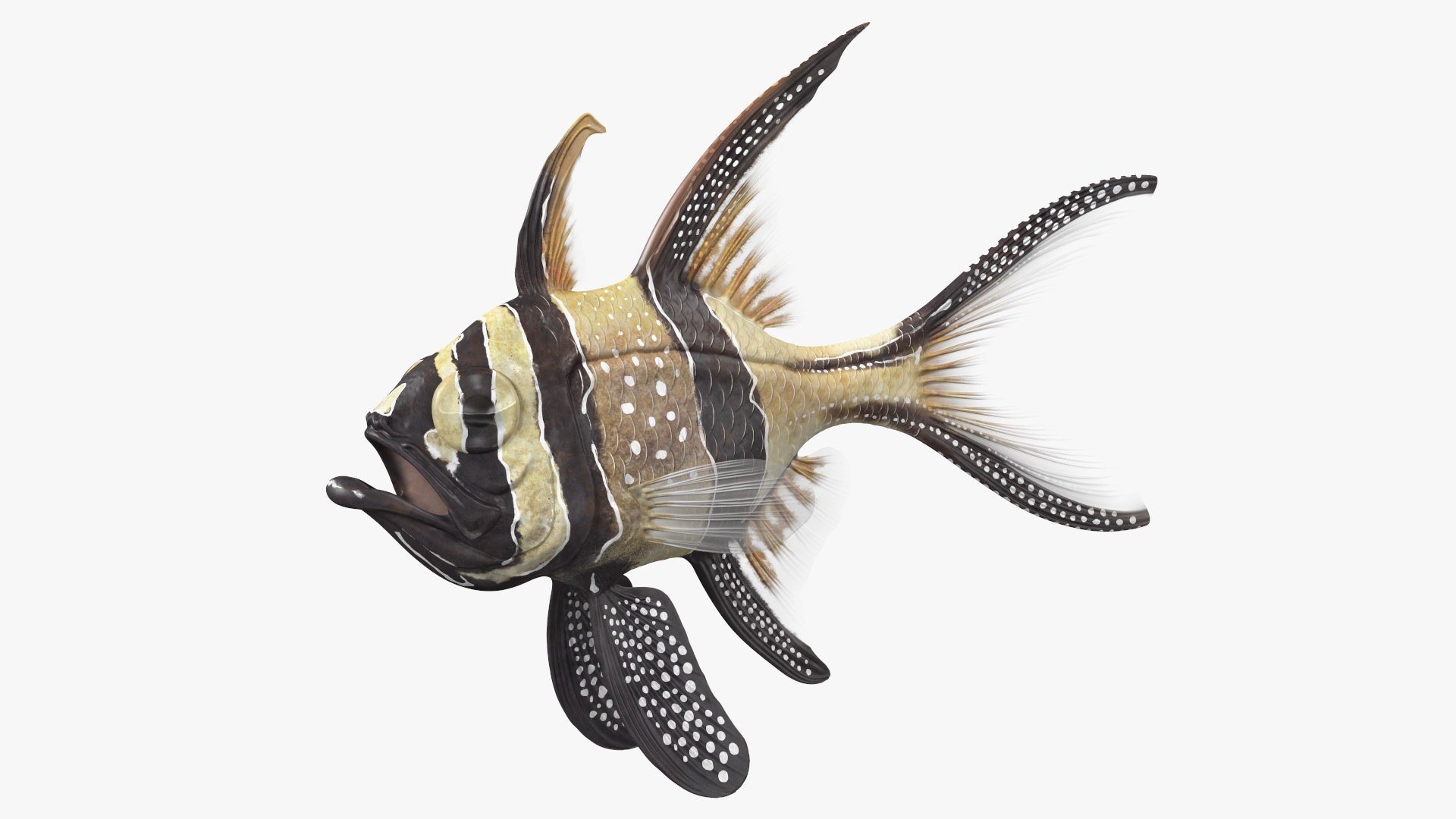 Banggai Cardinalfish Rigged for Modo 3D model preview