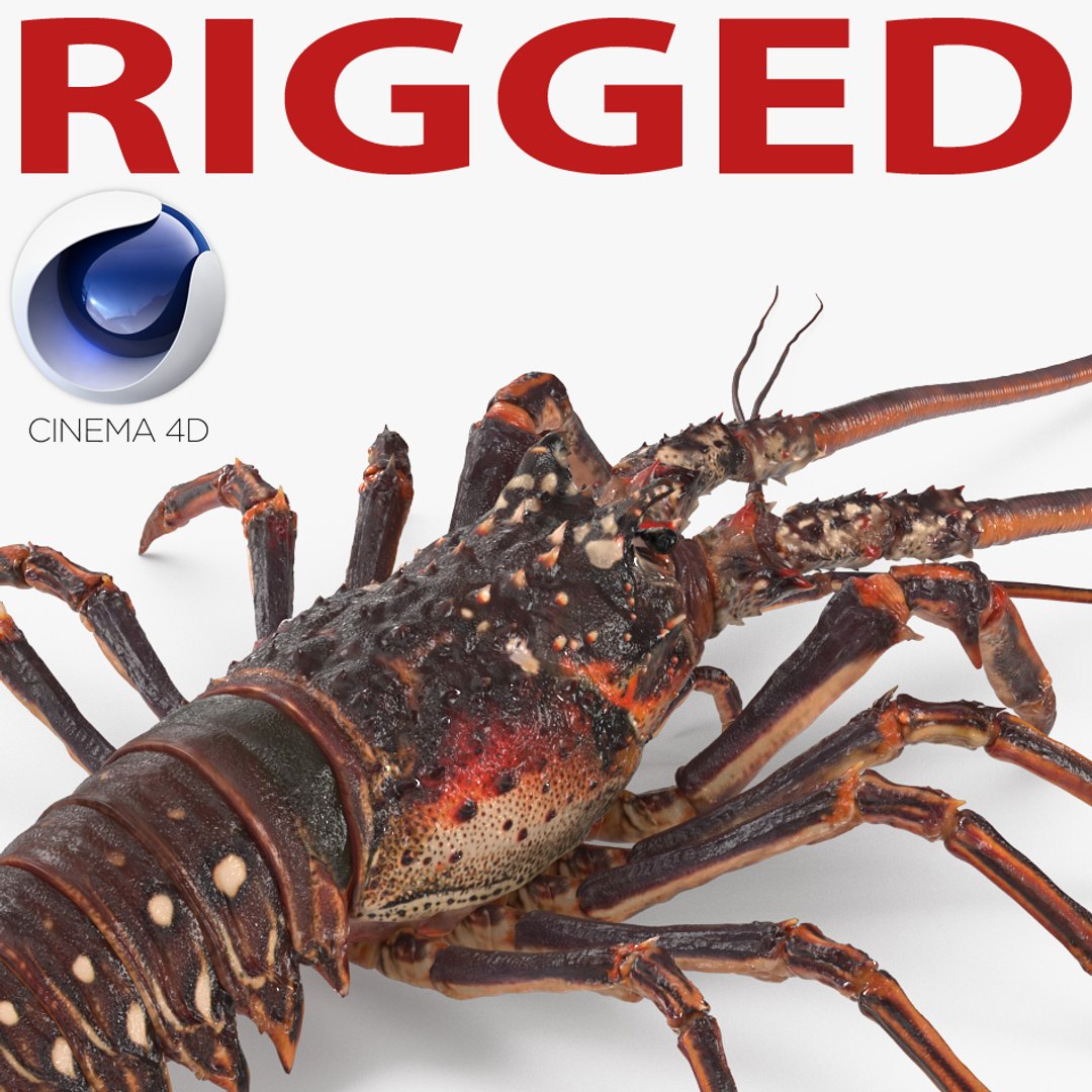 Langouste Rigged for Cinema 4D 3D model preview