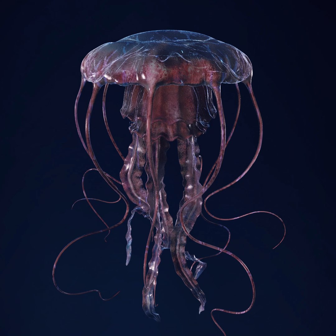 3D Jellyfish 3D Model https://p.turbosquid.com/ts-thumb/qH/cIxMYd/8Z/layer9/png/1636431820/1920x1080/fit_q87/31ea4d54660dde0e4077f21aa97bd19ca84e0354/layer9.jpg