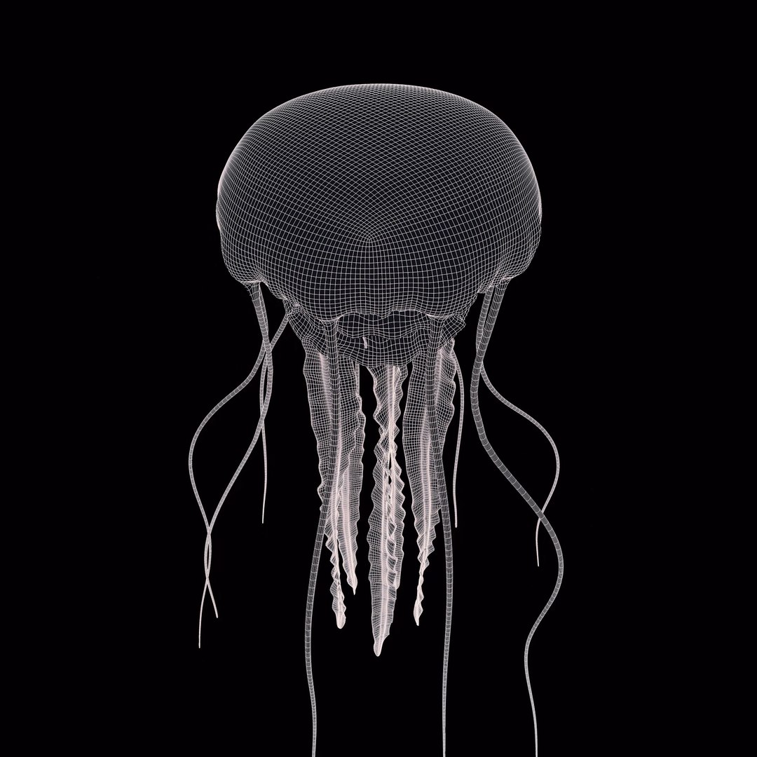 3D Jellyfish 3D Model https://p.turbosquid.com/ts-thumb/qH/cIxMYd/8g/layer15/png/1636432104/1920x1080/fit_q87/821a1c2b9dc1ca5f340a0f7a5d1e8b84ed24cf20/layer15.jpg