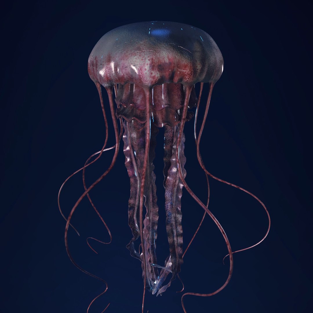 3D Jellyfish 3D Model https://p.turbosquid.com/ts-thumb/qH/cIxMYd/Ce/layer14/png/1636431815/1920x1080/fit_q87/c1bdaf2b80d53ff9fa8be46d641eb7798672086f/layer14.jpg
