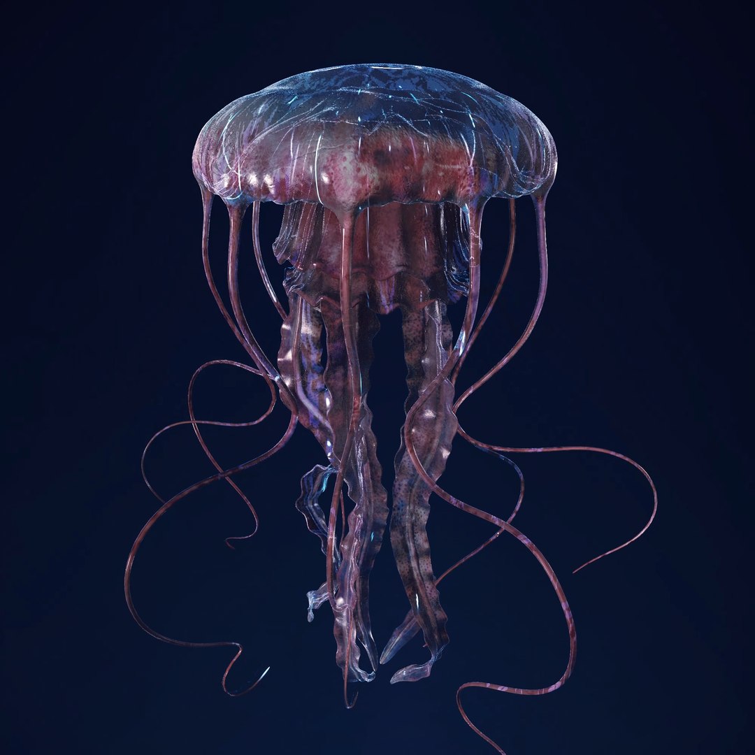 3D Jellyfish 3D Model https://p.turbosquid.com/ts-thumb/qH/cIxMYd/OR/layer10/png/1636431820/1920x1080/fit_q87/ea0b587ebb1fb32b6680c8c5add968850fa6c72f/layer10.jpg