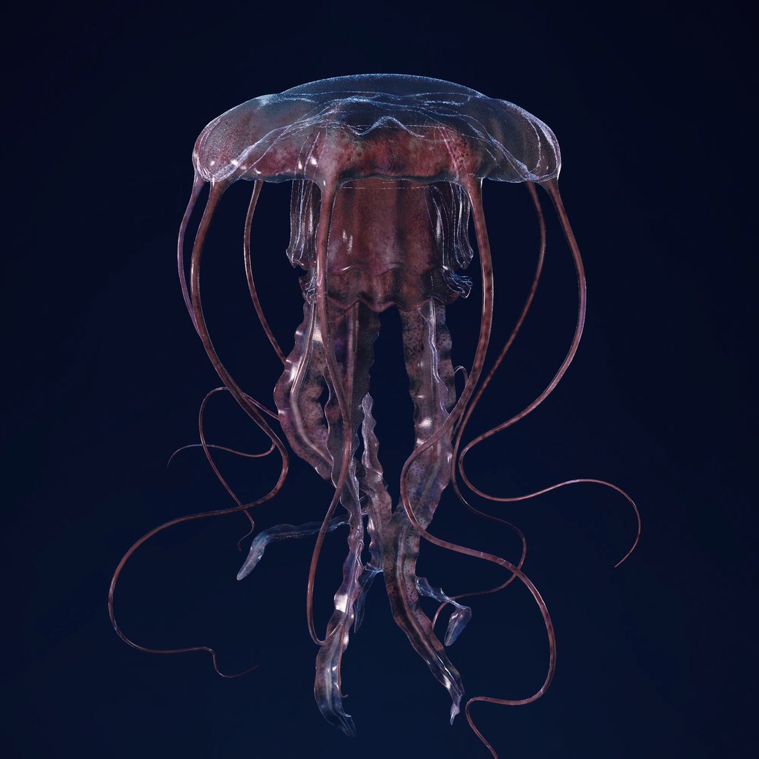 3D Jellyfish 3D Model https://p.turbosquid.com/ts-thumb/qH/cIxMYd/Y0/layer11/png/1636431812/1920x1080/fit_q87/3ebb3ced7148b4408f397482a7a978f78a1169e2/layer11.jpg