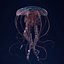 Jellyfish 3D Model