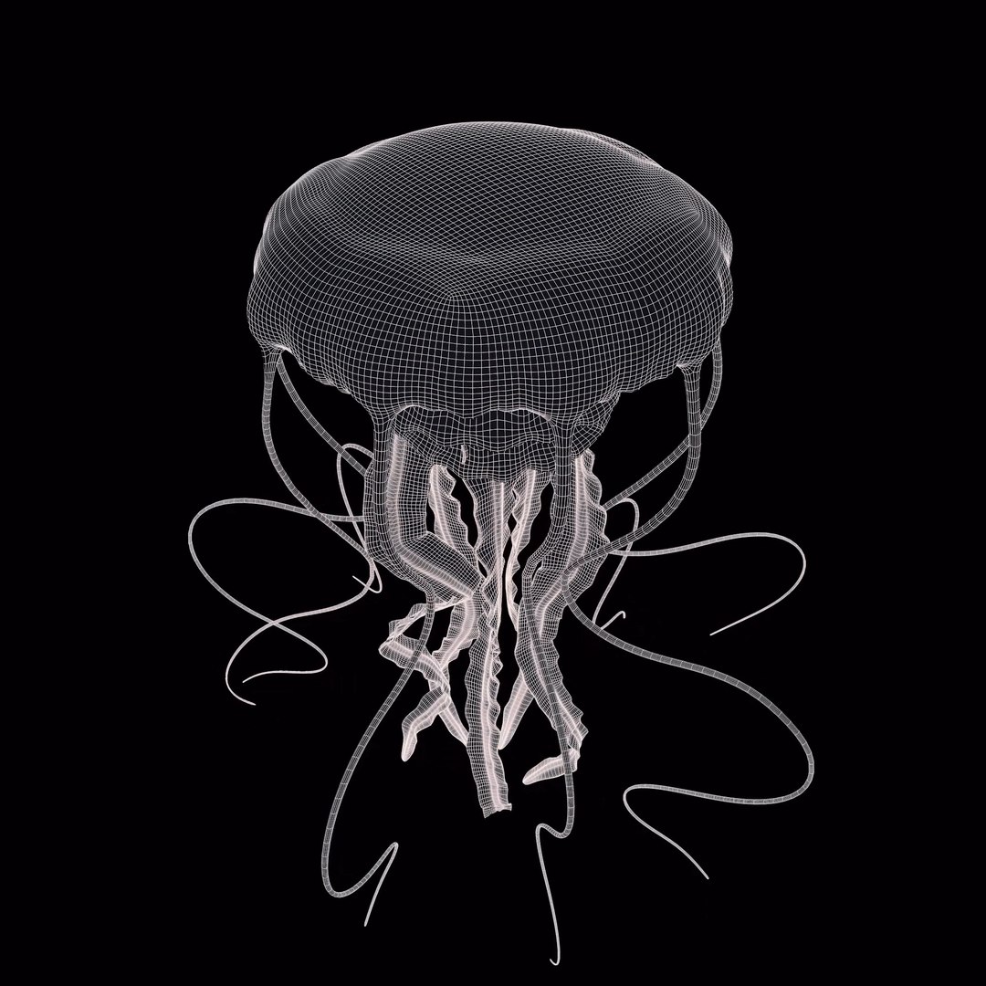 3D Jellyfish 3D Model https://p.turbosquid.com/ts-thumb/qH/cIxMYd/jL/layer17/png/1636432118/1920x1080/fit_q87/1dd52561384fa0eeb83592dfdd8a876419c12cd3/layer17.jpg
