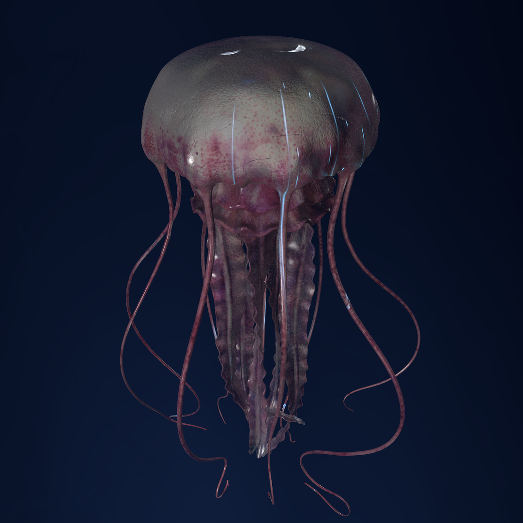 3D Jellyfish 3D Model https://p.turbosquid.com/ts-thumb/qH/cIxMYd/rO/00/png/1636433365/1920x1080/turn_fit_q99/e4297df96e1507b08eff311200a09653180fb480/00-1.jpg