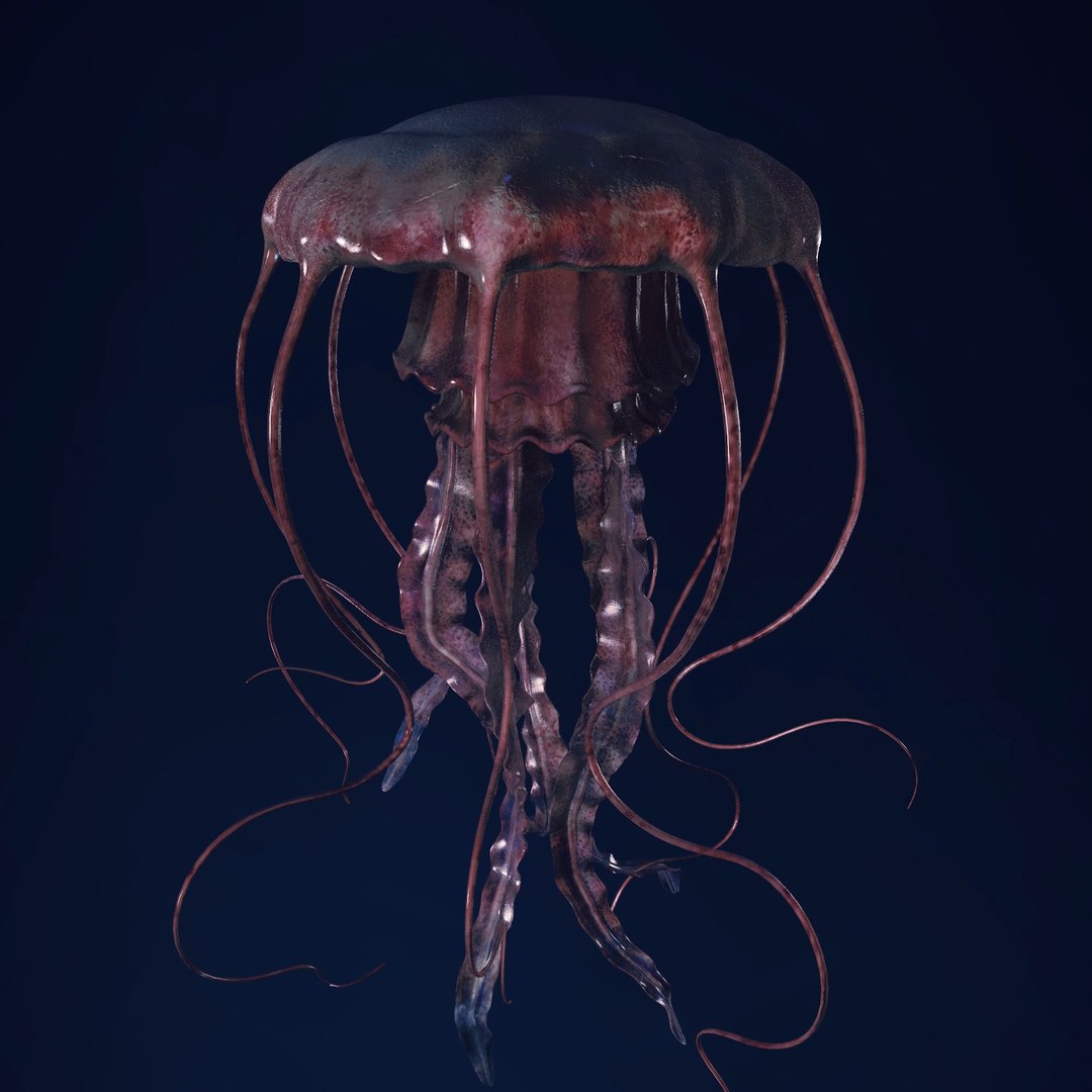 3D Jellyfish 3D Model https://p.turbosquid.com/ts-thumb/qH/cIxMYd/sQ/layer13/png/1636431813/1920x1080/fit_q87/39327e017fc0c78b7aa00ead62fc78910d585347/layer13.jpg