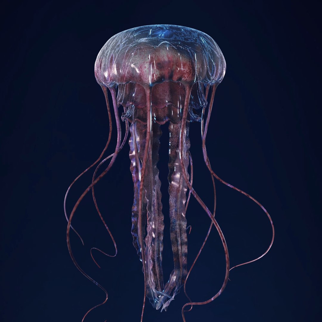 3D Jellyfish 3D Model https://p.turbosquid.com/ts-thumb/qH/cIxMYd/tB/layer7/png/1636431816/1920x1080/fit_q87/3de9bb010a793986136554a0a55595cd9b91578e/layer7.jpg