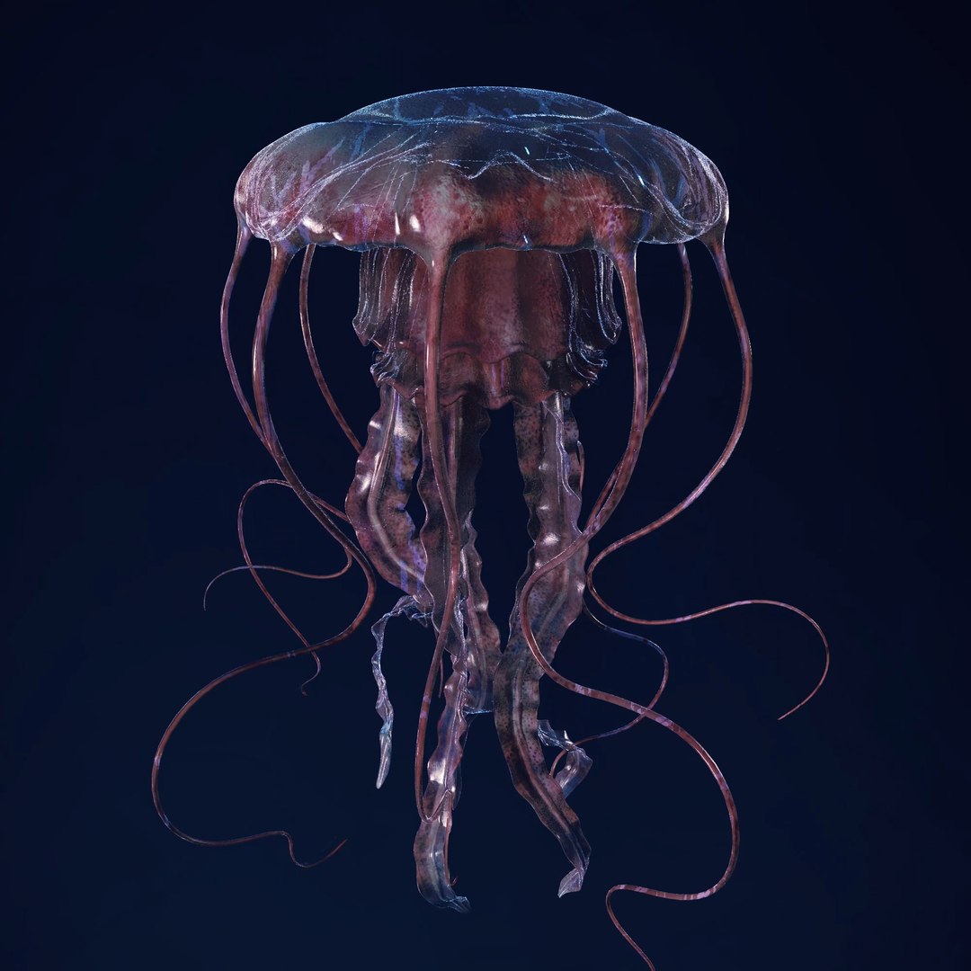 3D Jellyfish 3D Model https://p.turbosquid.com/ts-thumb/qH/cIxMYd/yi/layer6/png/1636431818/1920x1080/fit_q87/1060a5610eb8528acdb264ab805791a2174417d9/layer6.jpg