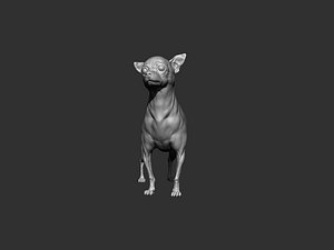 Chihuahua 3D