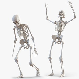 human skeletons rigged 3D