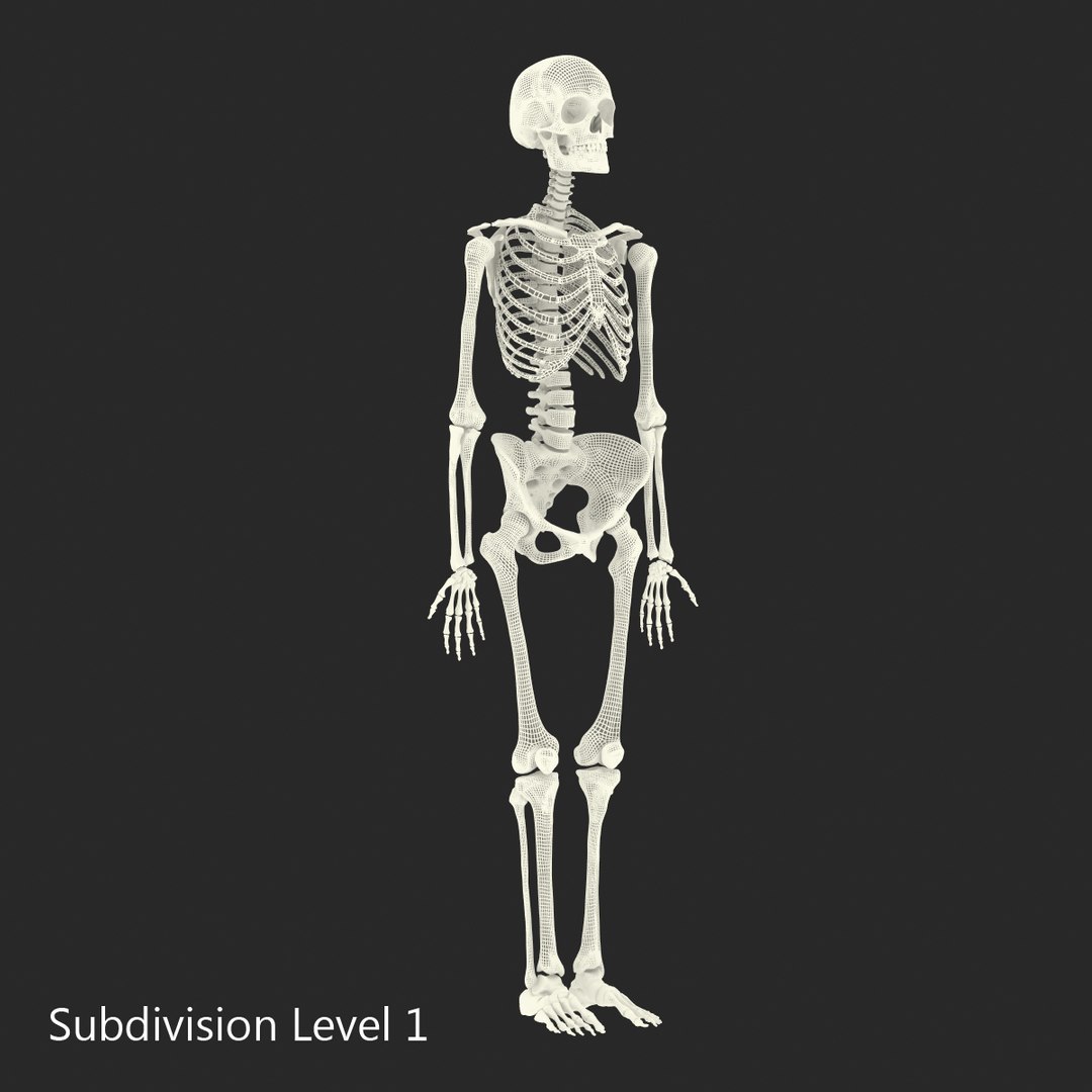 Human skeletons rigged 3D - TurboSquid 1515364