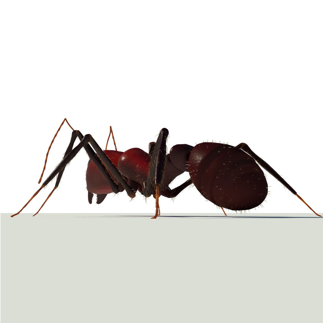 3d model ant https://p.turbosquid.com/ts-thumb/qH/znUJh6/93RZJGLh/c6/jpg/1384985701/1920x1080/fit_q87/c9e1e2ecee5091f3bcf90b040dbad400ff47554b/c6.jpg