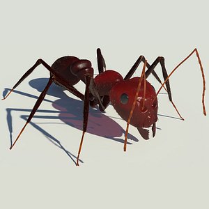 ant
