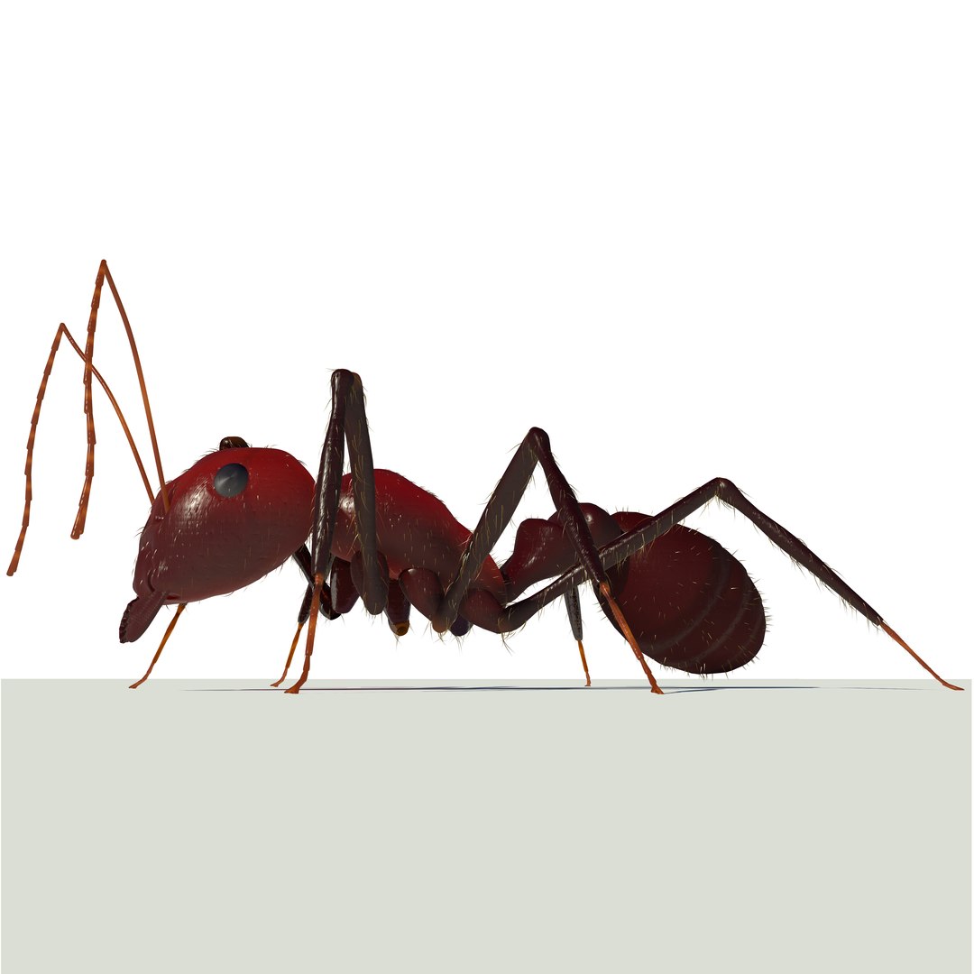 3d model ant https://p.turbosquid.com/ts-thumb/qH/znUJh6/ZzWFfb6A/c7/jpg/1384985701/1920x1080/fit_q87/b31e4df4504124e072242c102e90aa10b989af5b/c7.jpg