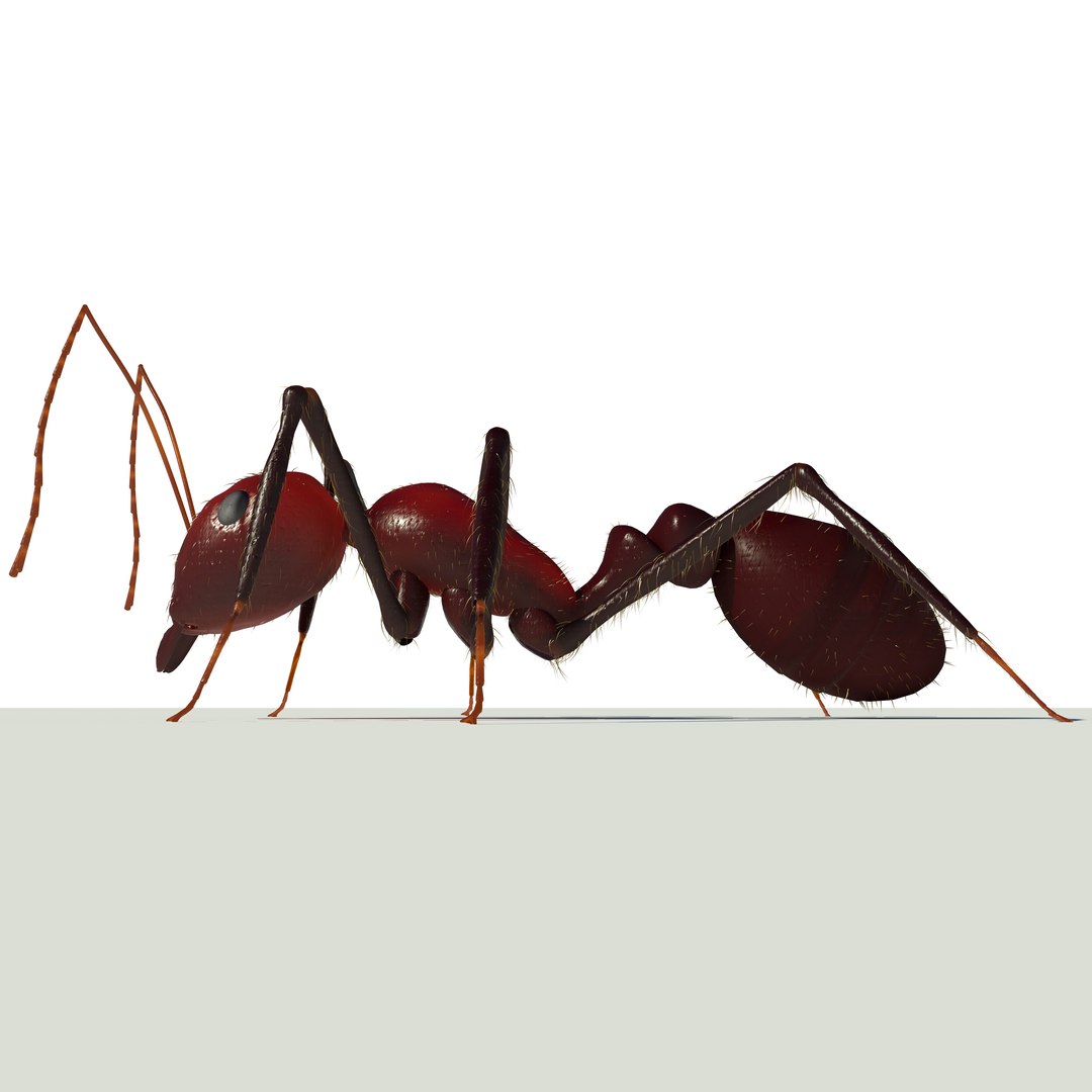 3d model ant https://p.turbosquid.com/ts-thumb/qH/znUJh6/e5pgtp5k/c8/jpg/1384985701/1920x1080/fit_q87/dd32d820d4ae13c893415bdc73929ac14e83432c/c8.jpg