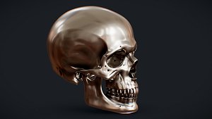 3D perfect skull model