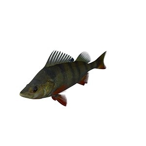 3d model perch fish