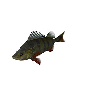 Perch