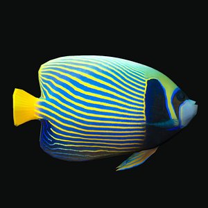 pomacanthus imperator 3D model